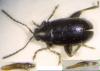 Phyllotreta sp.